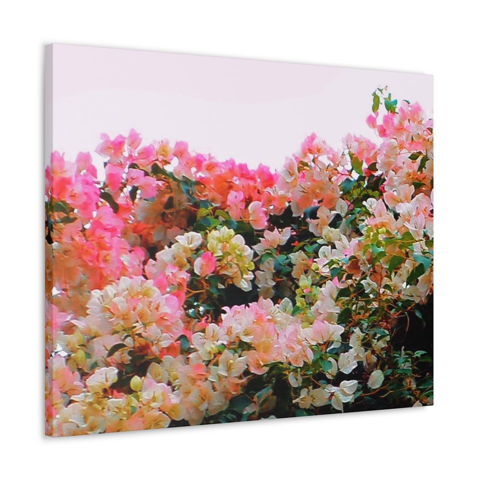Travel File Decor ~ Chang Mai Blooming Trees, Thailand